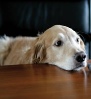 Chapter 9: Project Management from the Kennel Design book
